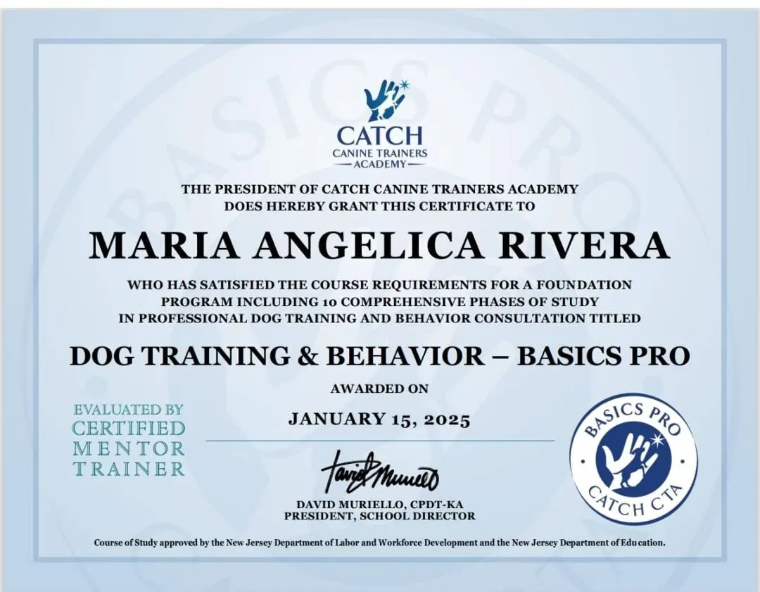 Certificate from CATCH Canine Trainers Academy awarding Maria Angelica Rivera the Dog Training & Behavior – Basics Pro program on January 15, 2025